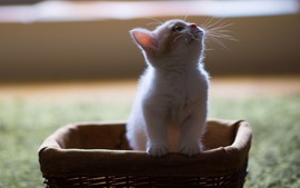 Beautiful Kitten Picture