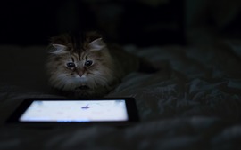 Cat Tablet