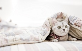 Cute Cat Picture