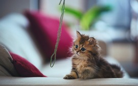Cute Kitten Picture