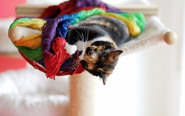 Lovely Kitten Image