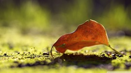 Autumn Leaf Picture