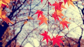 Autumn Leaves HD