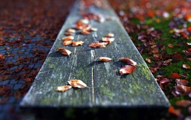 Autumn Leaves Images