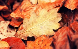 Autumn Leaves Wallpapers