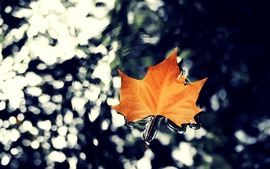 Leaf Photo