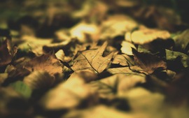 Leaves Pictures