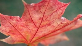 Maple Leaf Close Up