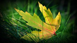Maple Leaf HD Wallpaper