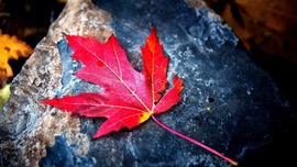 Maple Leaf Images