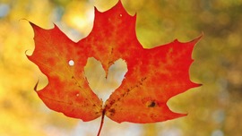 Maple Leaf Photos