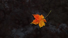 Maple Leaf Wallpapers