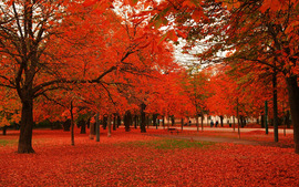 Red Autumn Leaves Wallpapers