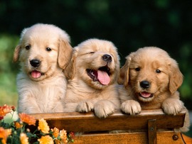 Adorable Golden Retriever Puppies