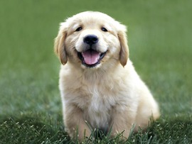 Cute Golden Retriever Puppies