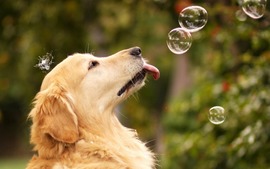 Dog Bubble