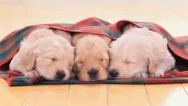 Golden Retriever Puppies HD
