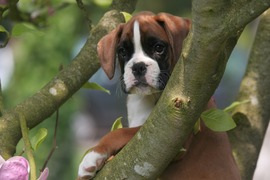 Lovely Boxer Puppies