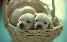 Puppies Free Wallpapers