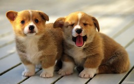 Puppies