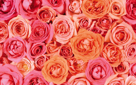 Valentines Day Roses Wallpaper