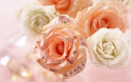 Best Roses Backgrounds