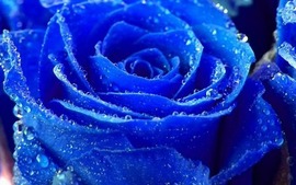 Blue Roses Wallpapers