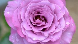 Lavender Rose Wallpaper