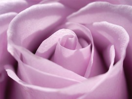 Light Purple Rose