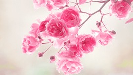 Pink Roses Desktop Wallpaper