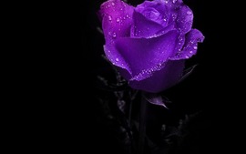 Purple Roses Photo