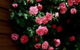 Roses Bush