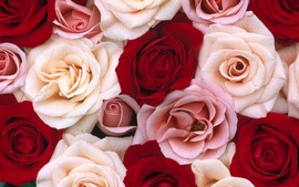Roses Close up