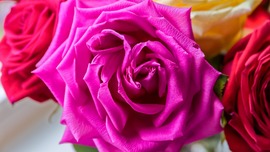 Roses Flower