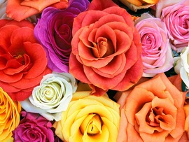 Roses Images
