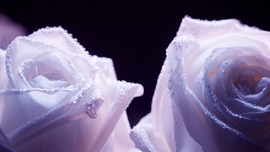 White Roses 1080p