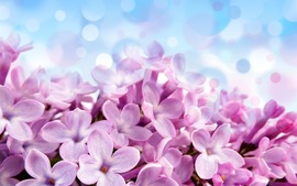 Purple Hydrangea Wallpapers