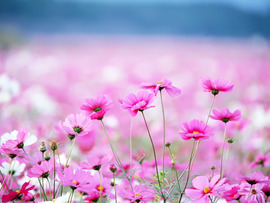 Spring Pink Flower