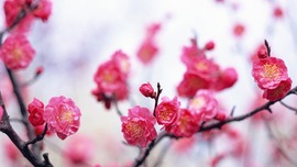 Spring Pink Flowers