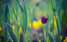 Spring Purple Tulip