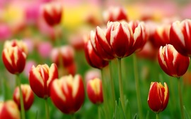 Spring Tulip Wallpaper