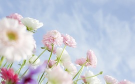 Spring White Flower