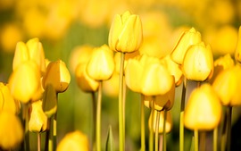 Summer Yellow Tulip