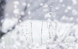 Snow Wide Wallpapers