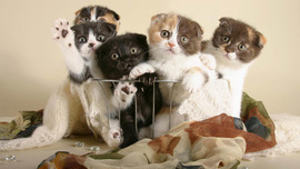 Kittens HD