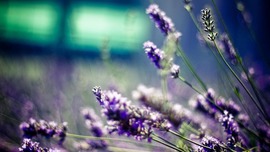 Lavender Backgrounds