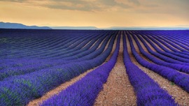 Lavender Desktop Background