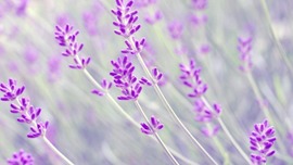 Lavender Desktop Wallpaper