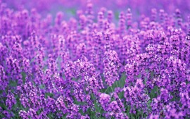 Lavender Flowers Desktop Background