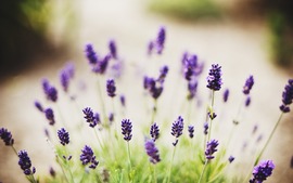 Lavender Flowers Desktop Backgrounds